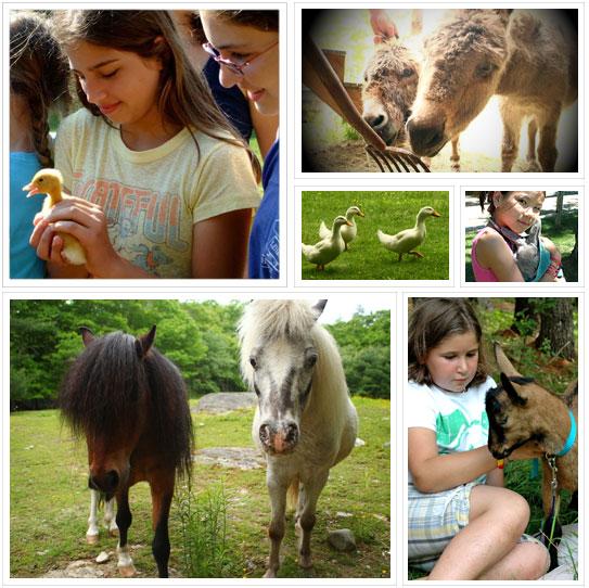 campers with animals